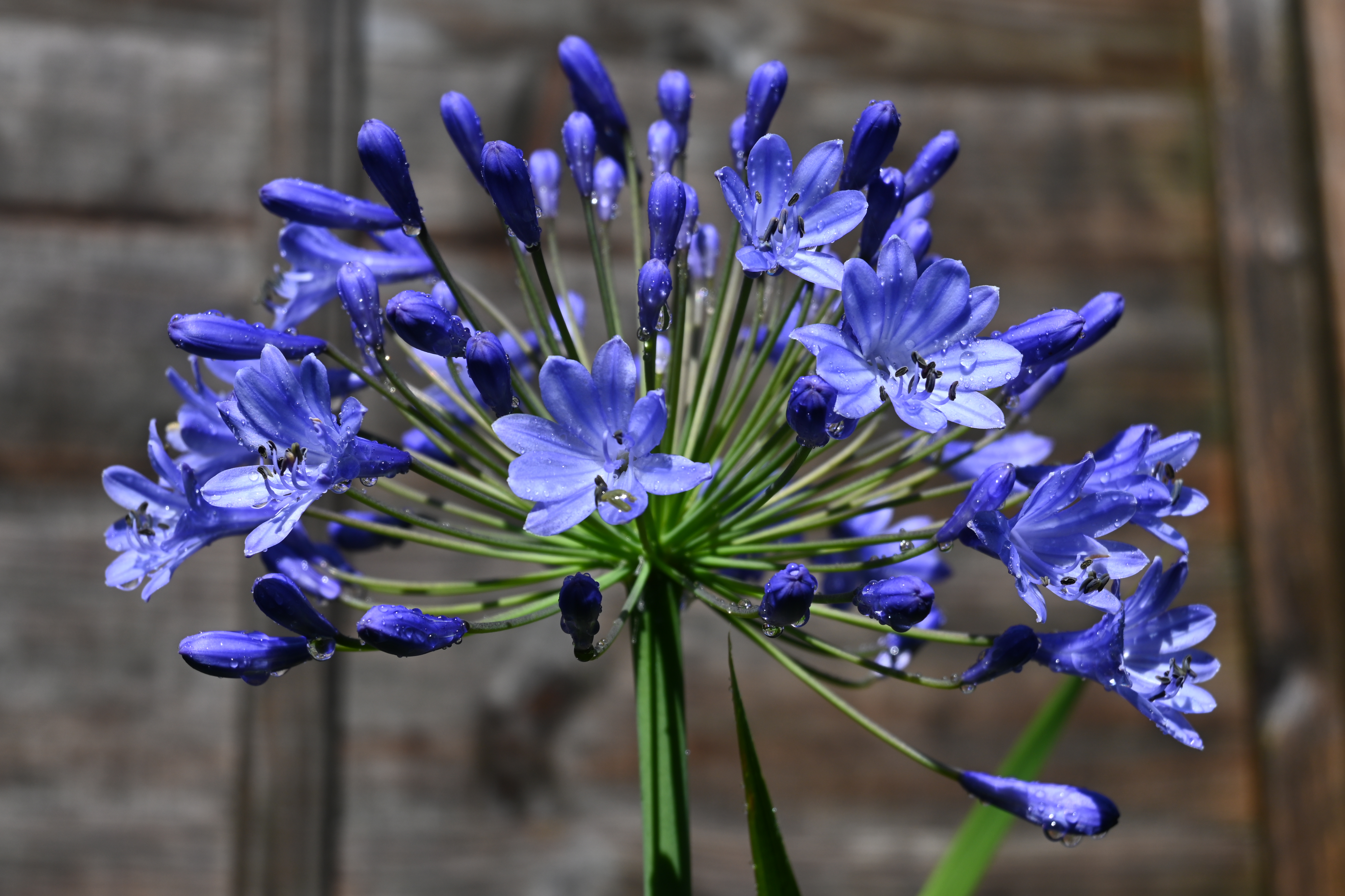 Nikon Z fc review image samples