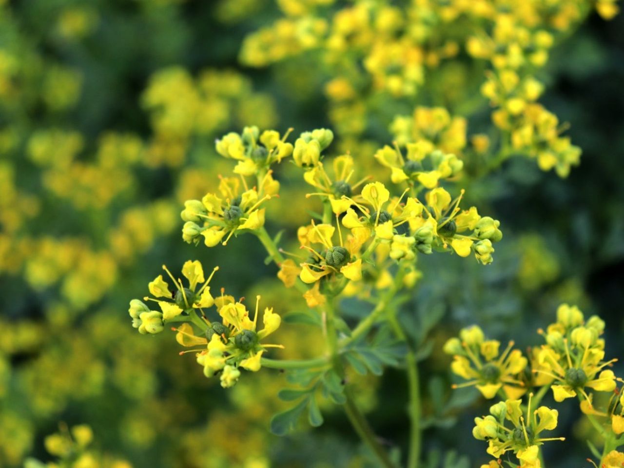 Yellow Rue Herb Plant