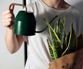 watering a snake plant