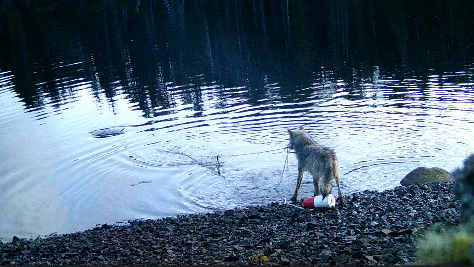 A still from camera trap footage of a wolf retrieving an underwater crab trap in the Haíɫzaqv Nation Territory of coastal British Columbia. 