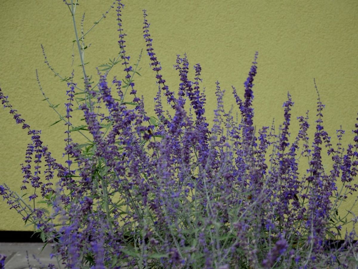 Goodwin Creek Lavender Plants Growing Lavender ‘Goodwin Creek Grey
