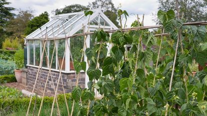 Vegetables to grow in a greenhouse in fall