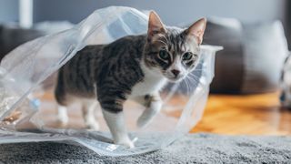 Cat in plastic bag
