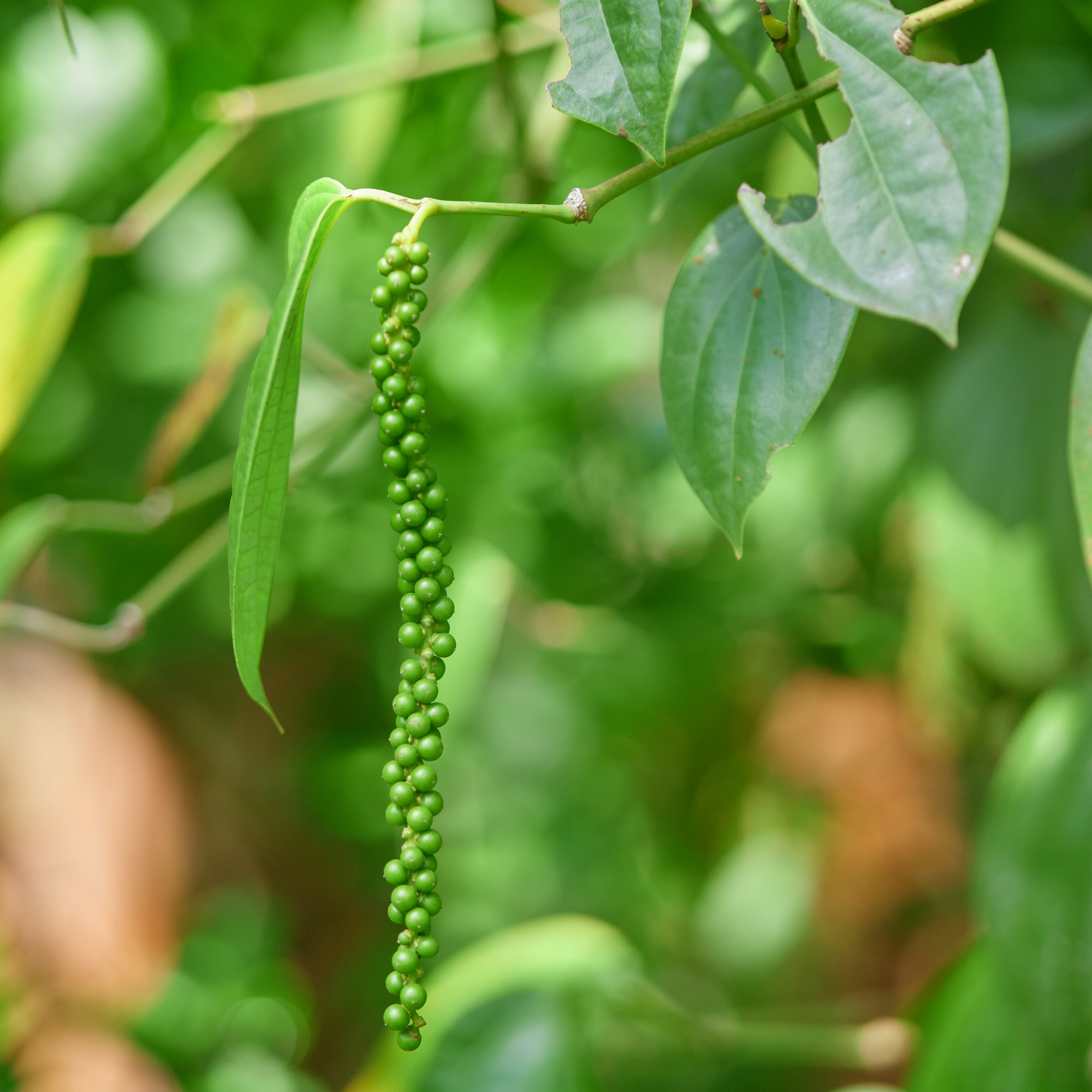 black pepper plant