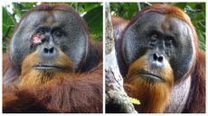 Composite image shows a side by side comparison of Rakus, a male orangutan with a facial wound, at Gunung Leuser National Park in Indonesia, with the wound healed a few days later