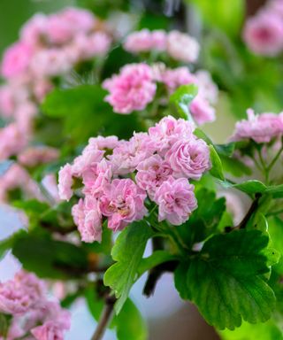 The delicate pink flowers of hawthorn 'Paul's Scarlet'