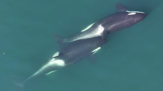 A pair of killer whales, one of which has kelp in its mouth.