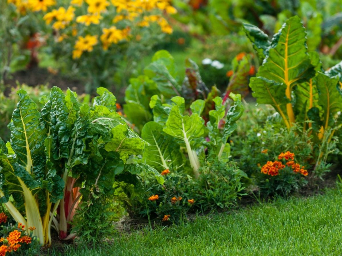 Beautiful Edible Gardens: Growing Edible Flowers - Green in Real Life