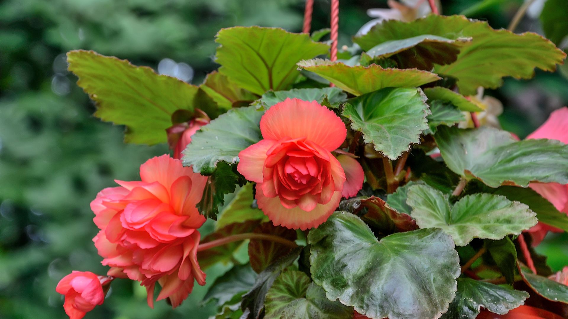 picture of begonias in hanging basket