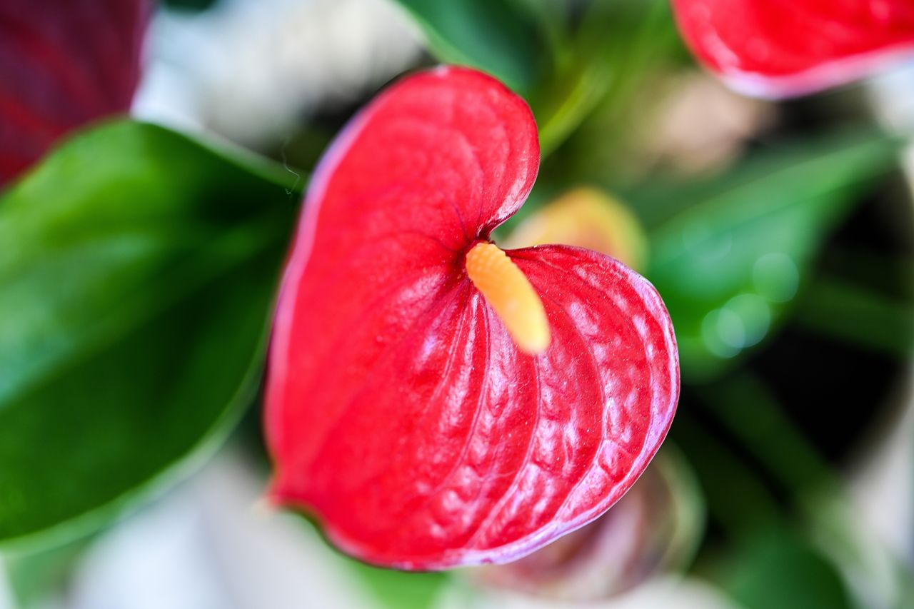 Anthurium spathe and spadix