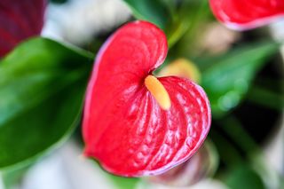 Anthurium spathe and spadix