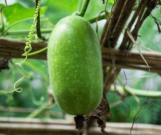 A winter melon developing on the vine