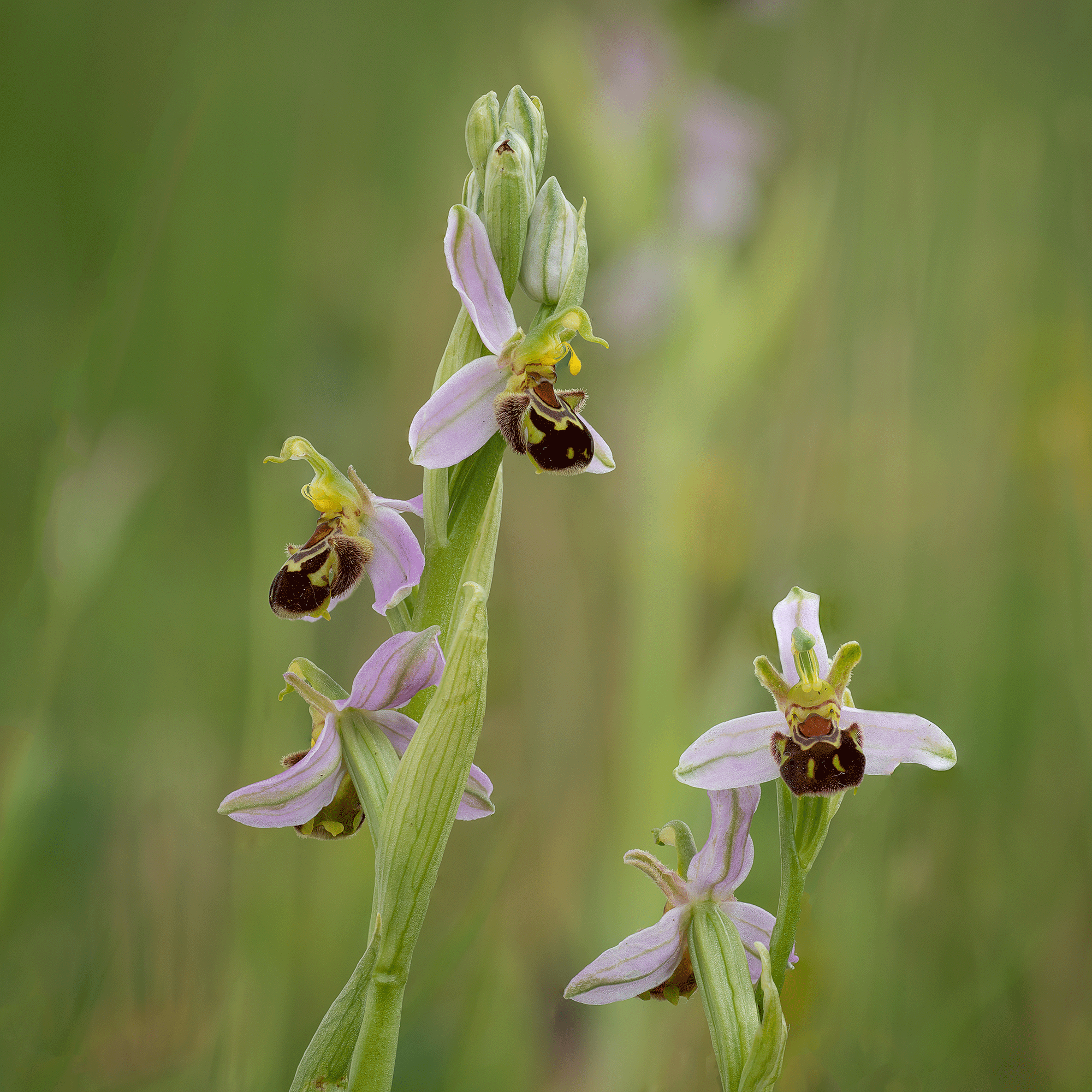 Orchids outdoors in the UK