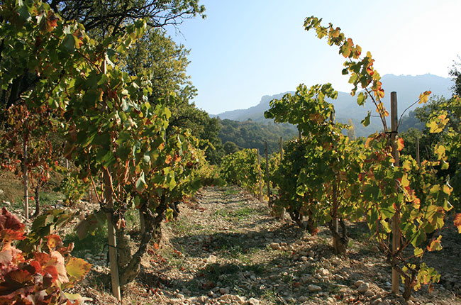 whole bunch fermentation, jefford, saint cosme