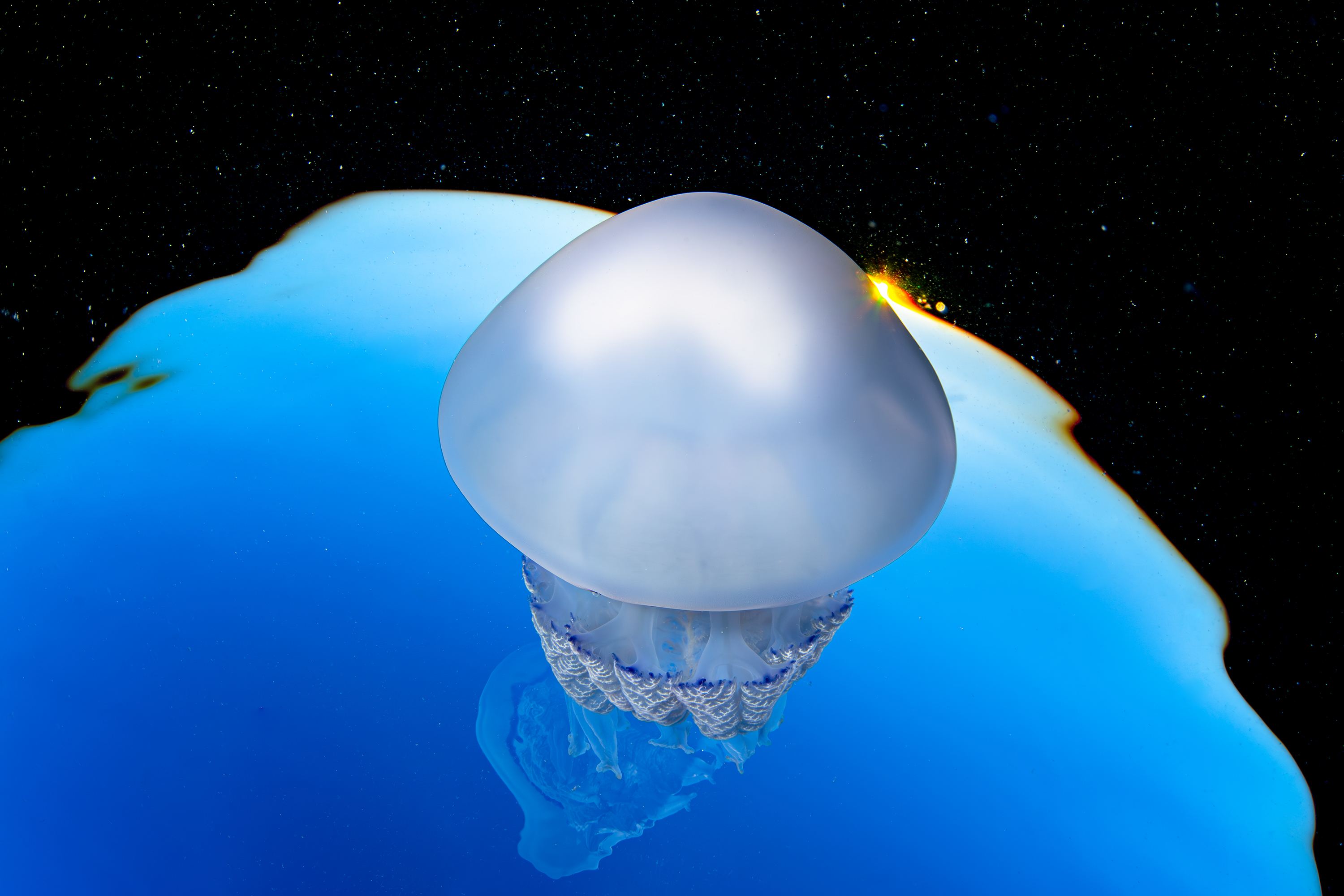 A jellyfish against an artistic blue and black background
