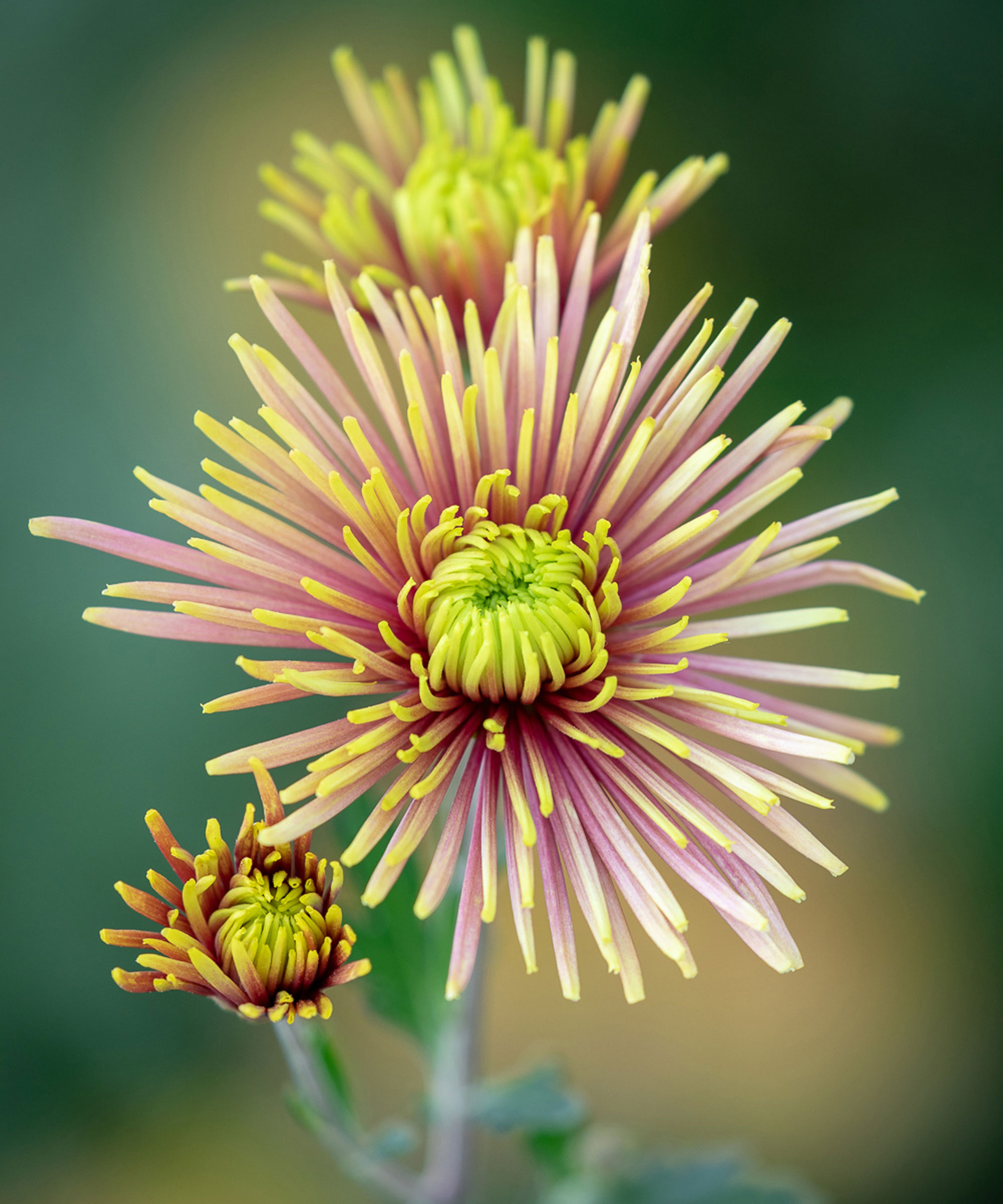 Winterizing Mums How To Protect These Fall Favorites Gardeningetc