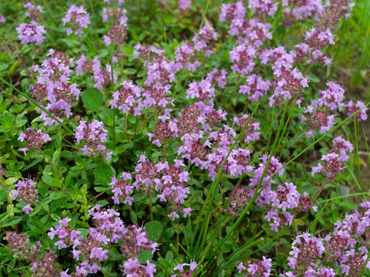 Elfin Thyme Care How Do I Plant Elfin Thyme In The Garden Gardening