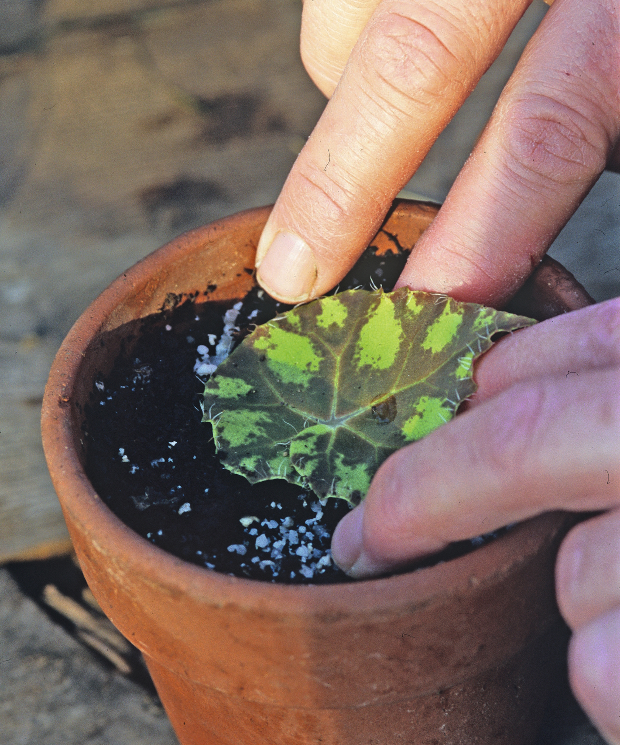 A gardener is putting a leaf cutting of a begonia into a terracotta pot filled with soil
