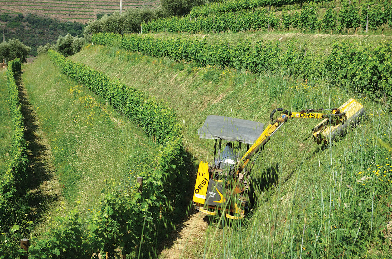 Taylors vineyard Douro