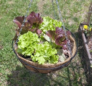 Homegrown summer hanging basket of red and green leaf lettuce