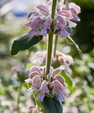 Pink flowers of Phlomis bovei that is found in Morocco