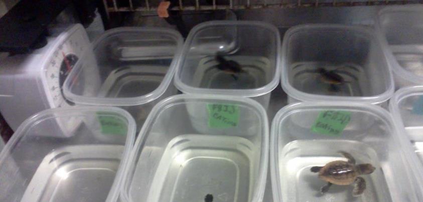 Rescued loggerhead turtle hatchlings at the Karen Beasley Sea Turtle Rescue and Rehabilitation Center.