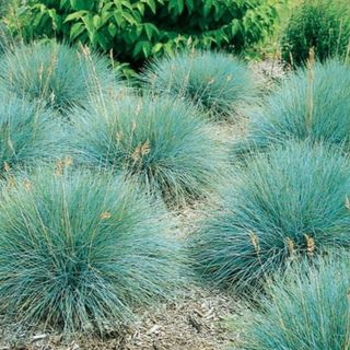 Ornamental blue fescue grass