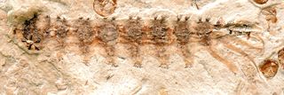 The 165-million-year-old fossil of a fly larva parasite that was discovered in fine-grained mudstone in northeastern China.