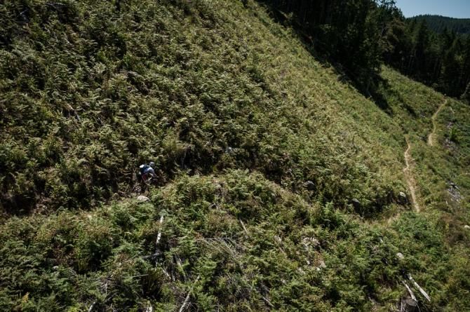 BC Bike Race singletrack