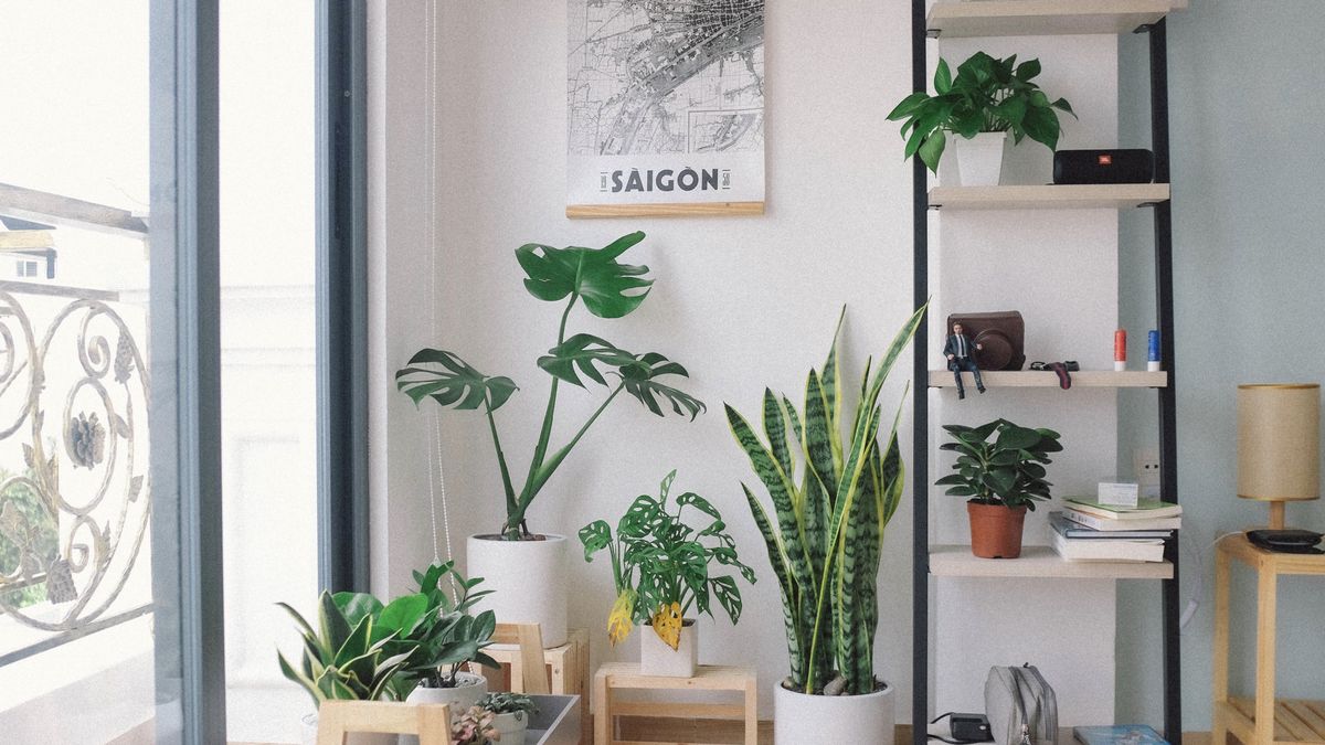 plant living room aesthetic