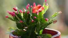 Christmas cactus in bud