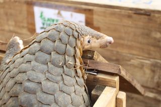 A pangolin rescued from the illegal wildlife trade in Vietnam awaits release.