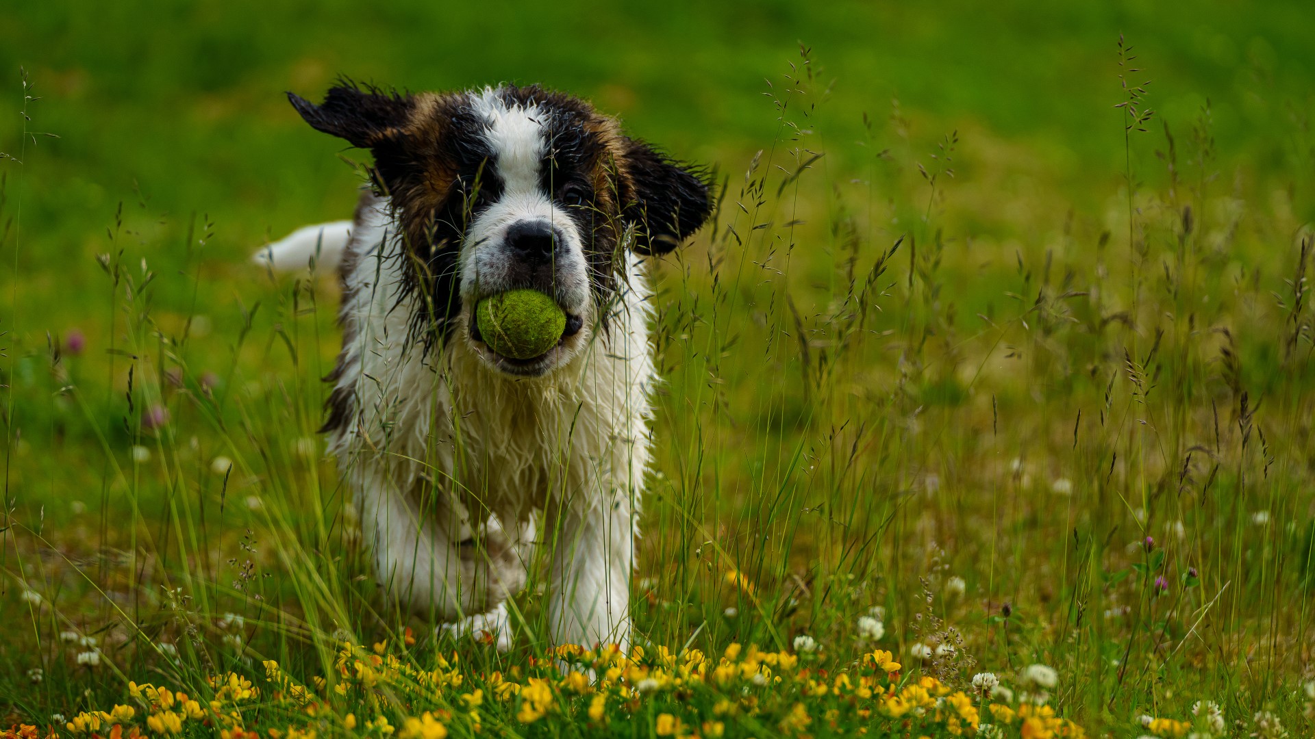 A Saint Bernard runs through a field with a tennis ball in their mouth