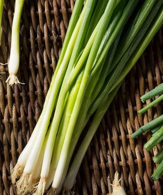 Green onions harvested in a basket
