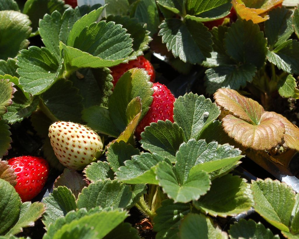 The strawberry varieties that will survive a hot summer