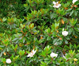 Southern magnolia flowering in border