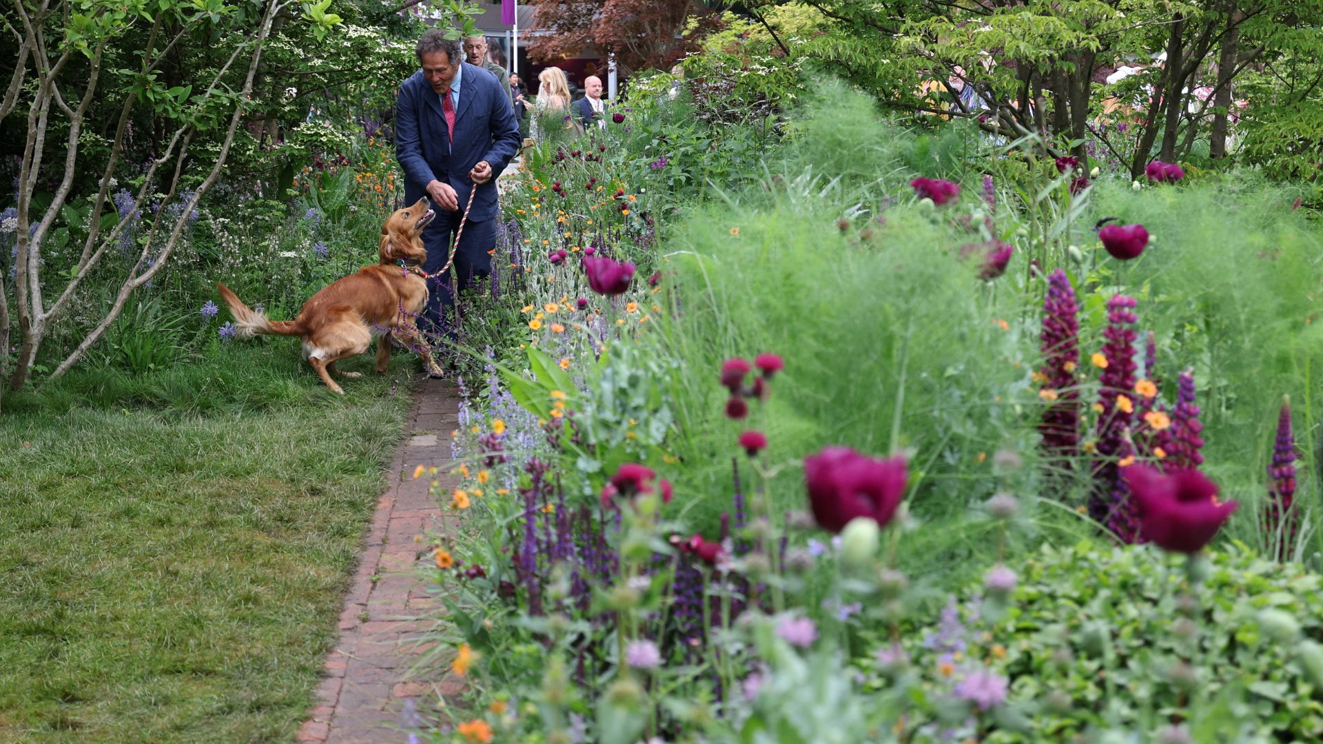 Monty Don and dog Ned in garden at Chelsea Flower Show 2025