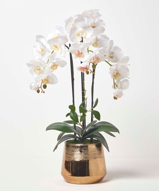 white orchid growing in a brass pot