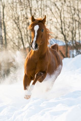 Stallions running in snow