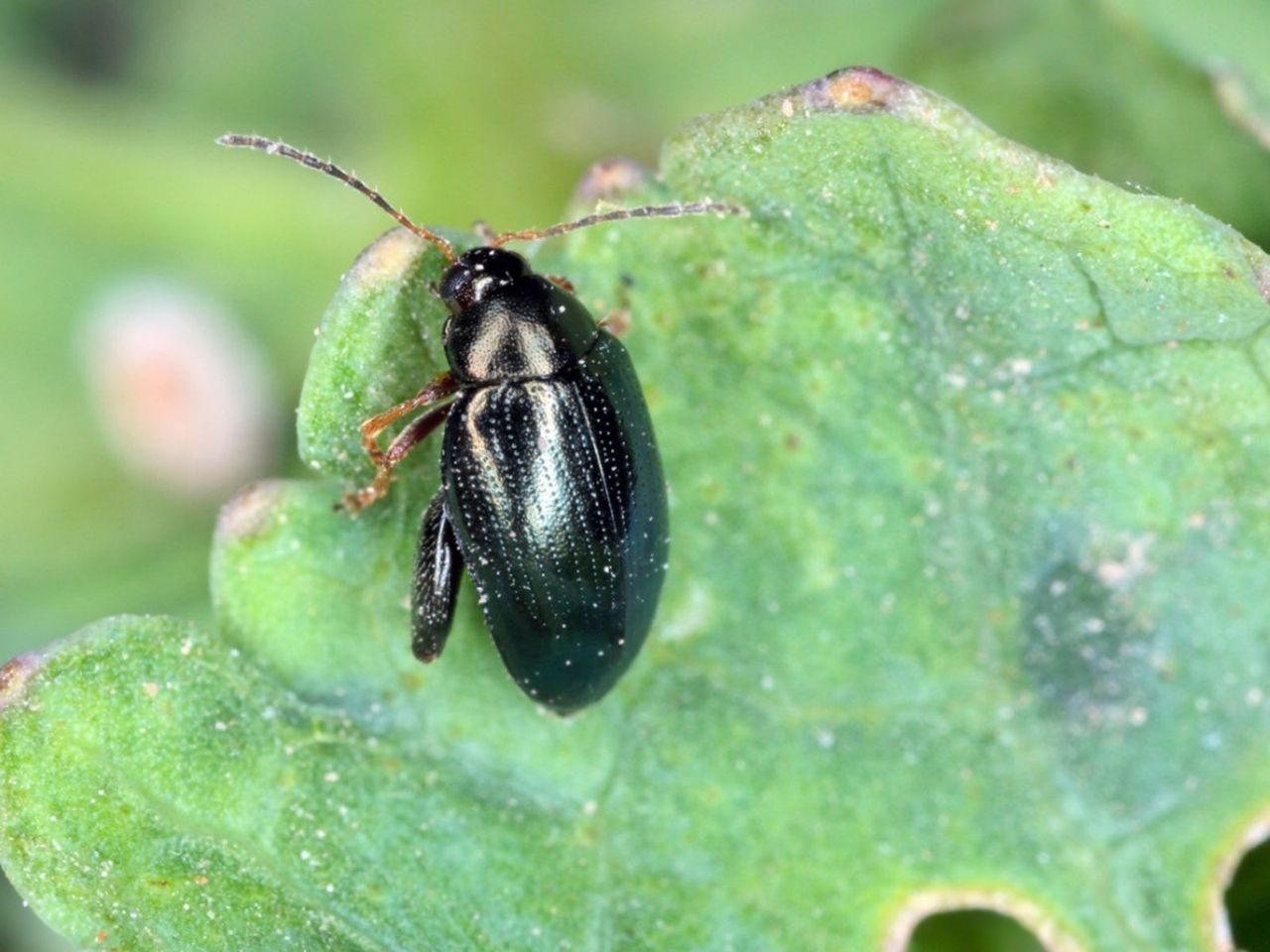 Close Up Of A Black Flea Beetle