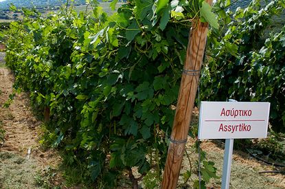 Greek grapes