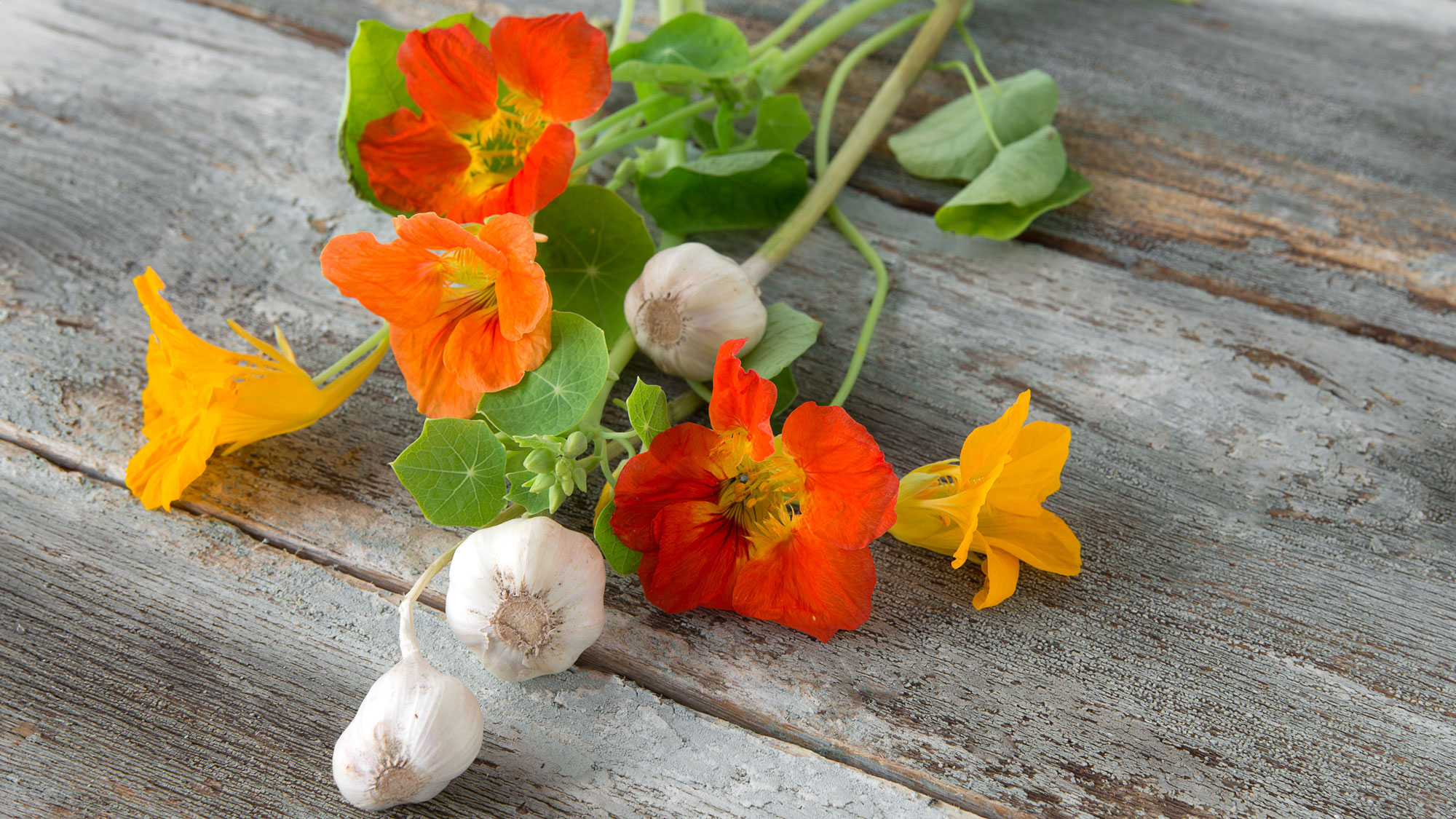 garlic companion plant bulbs and nasturtium flowers
