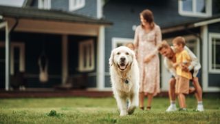 Dog playing in the yard with a family of four