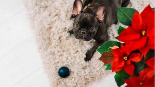 dog next to poinsettia