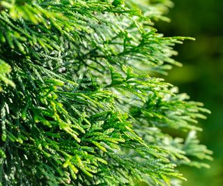 Close-up of green texture christmas leaves of Thuja occidentalis Smaragd
