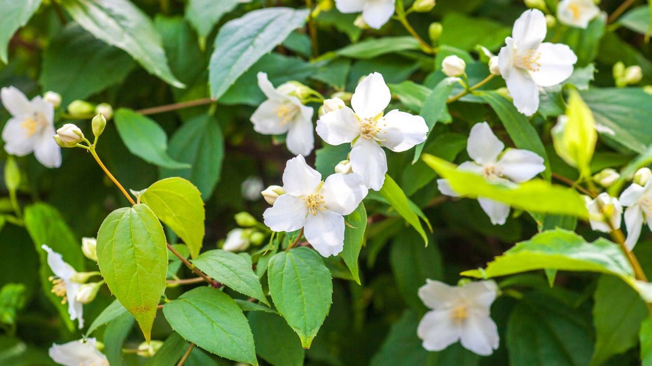 Mock orange blooms on a shrub