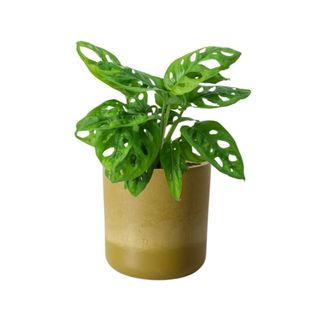 A green leafy monstera plant in a light brown pot