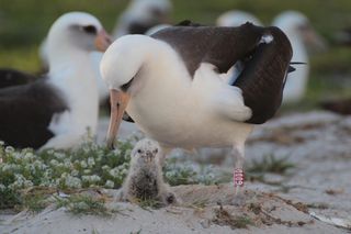 Wisdom caring for her last chick, named Kūkini (the Hawaiian word for messenger), in February 2016.