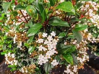 Viburnum with white and pink flower 