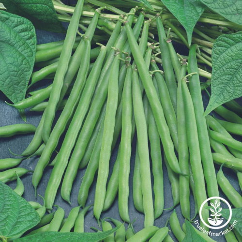 French Garden Bean Seeds